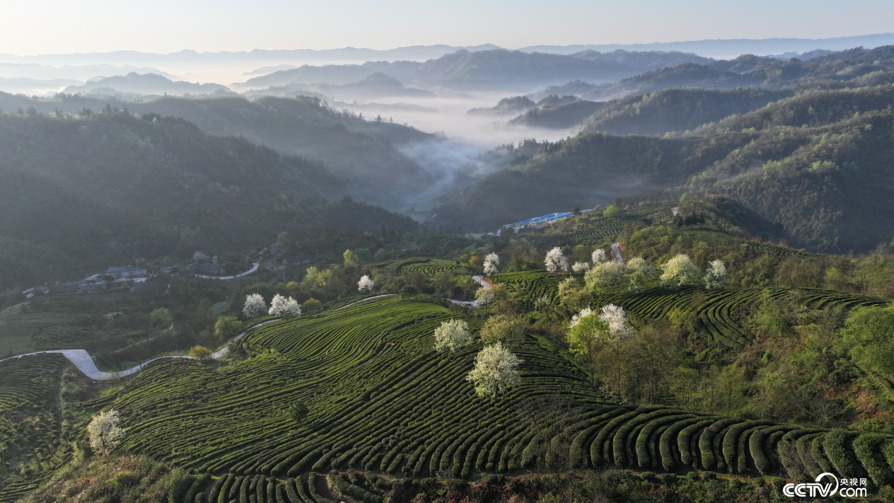 古丈县首届村播大赛举行-古丈县茶
