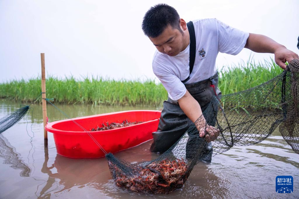 湖南南县：小龙虾带动大产业-