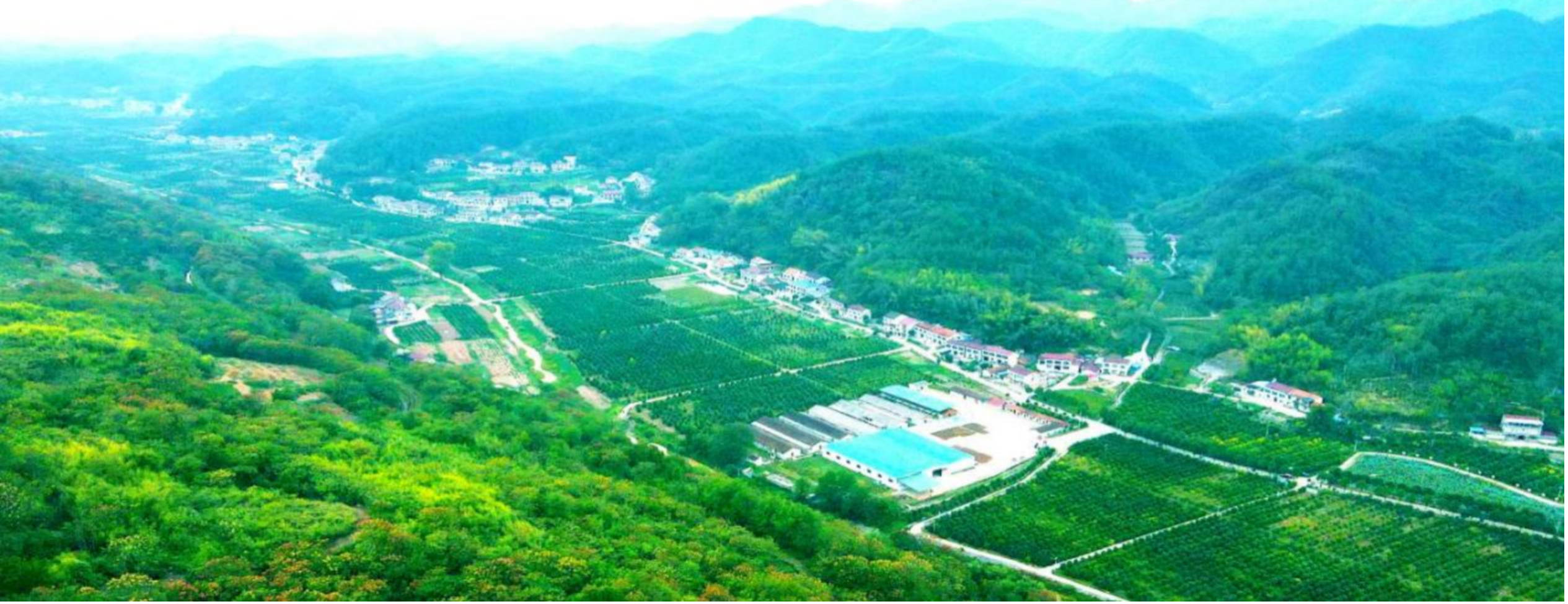 湖南澧縣：甘溪灘鎮藥香溢 林下菖蒲“綠生金”